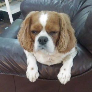 Meet your Posher, Brad